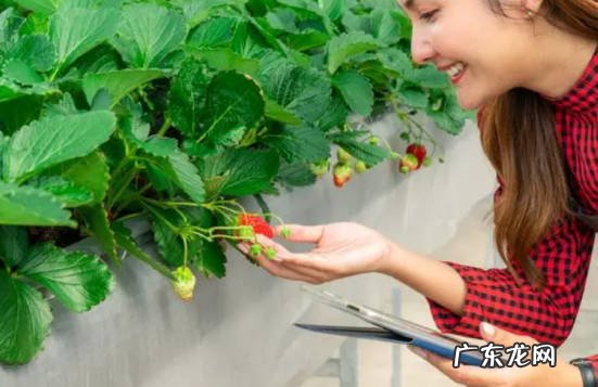 温度适宜防治虫害 怎样种植草莓又大又甜