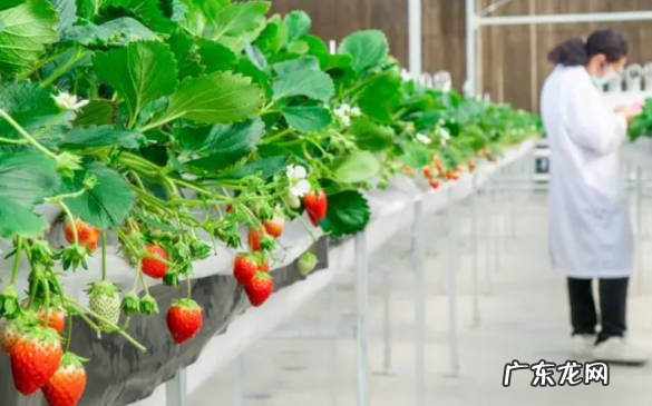 温度适宜防治虫害 怎样种植草莓又大又甜