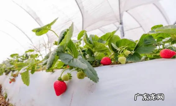 温度适宜防治虫害 怎样种植草莓又大又甜