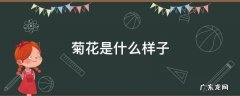 菊花是什么样子的图片 菊花是什么样子
