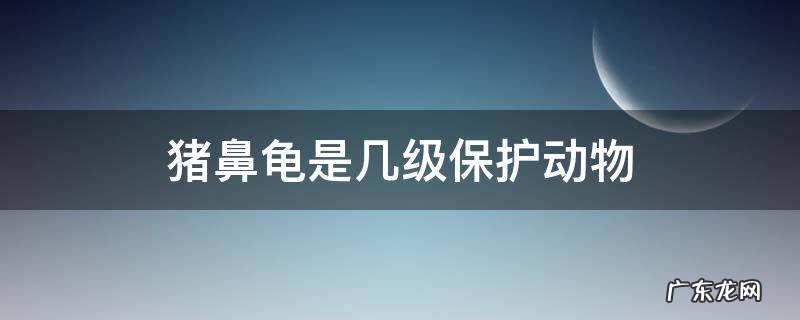 猪鼻龟从什么时候起算保护动物 猪鼻龟是几级保护动物