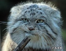 二级 兔狲是几级保护动物