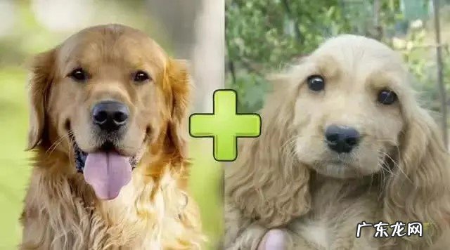 大小、毛发、颜色 可卡犬和金毛的区别是什么
