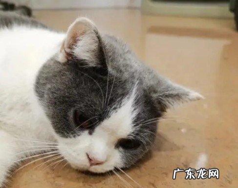 及时就医 猫咪不吃不喝还呕吐怎么办