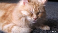 及时就医 猫咪不吃不喝还呕吐怎么办