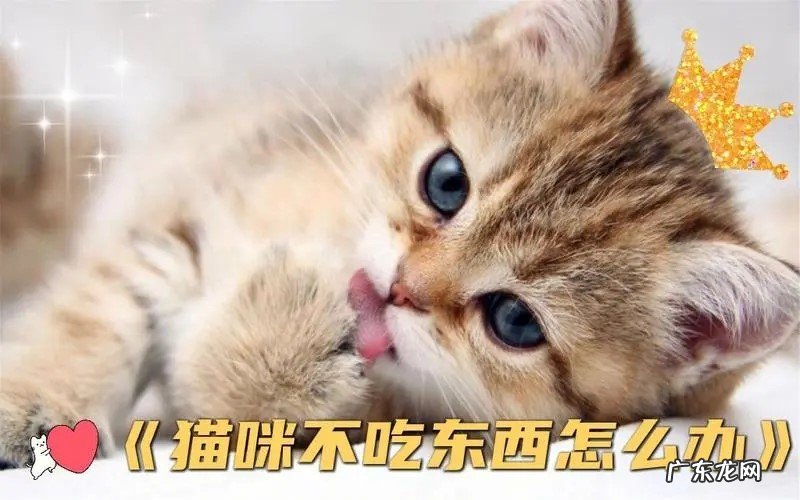 及时就医 猫咪不吃不喝还呕吐怎么办