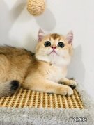 好养 金渐层猫好养吗