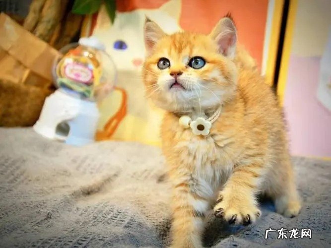好养 金渐层猫好养吗