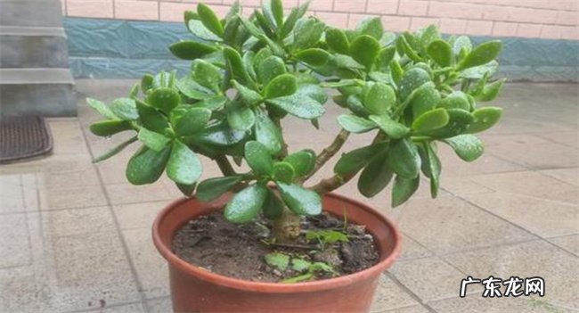 玉树在风水上到底好不好