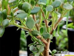 燕子掌和玉树哪个珍贵