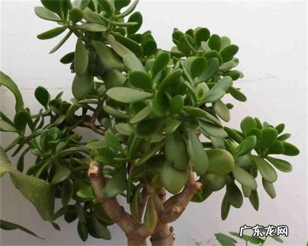 玉树是如何过冬 附玉树养护要点