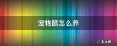 河南猪宠物鼠怎么养 宠物鼠怎么养