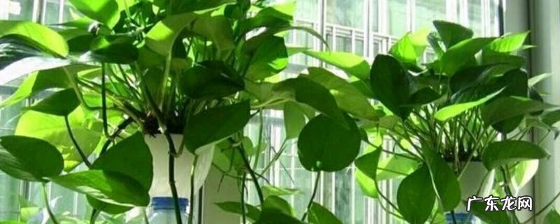 室内散射光有紫外线吗 室内白天都算散射光吗