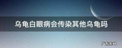 乌龟的白眼病会不会传染 乌龟白眼病会传染其他乌龟吗