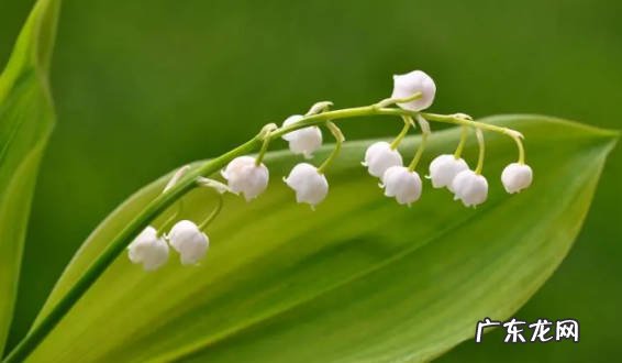 分株繁殖和种子繁殖 铃兰花的种植方法