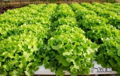 春天和秋天 菊花心菜种植方法和时间