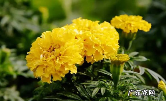 春秋季节 万寿菊种植方法和时间