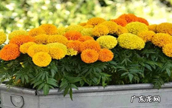 春秋季节 万寿菊种植方法和时间