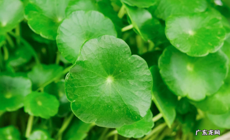 铜钱草是金钱草吗铜钱草与金钱草的区别