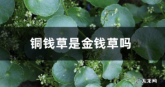 铜钱草是金钱草吗铜钱草与金钱草的区别