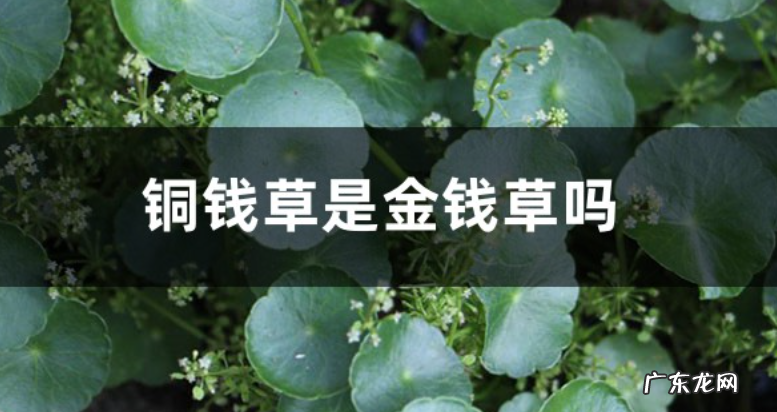 铜钱草是金钱草吗铜钱草与金钱草的区别