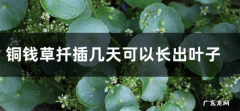 铜钱草扦插几天可以长出叶子 铜钱草的叶子能插活吗