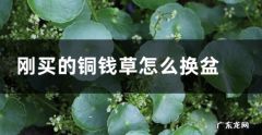 刚买的铜钱草怎么换盆 铜钱草换盆后打蔫