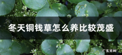 冬天铜钱草怎么养比较茂盛