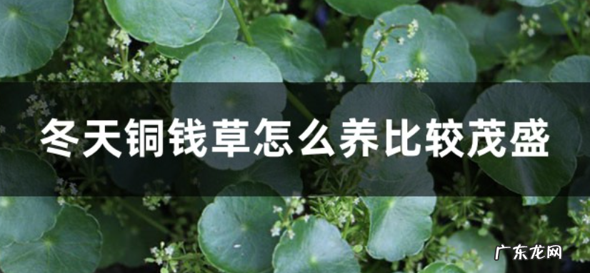冬天铜钱草怎么养比较茂盛
