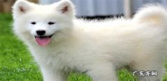 狗拉黑色的稀屎但是精神好