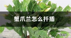 蟹爪兰怎么扦插 扦插方法