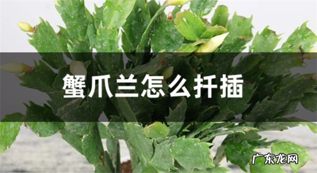 蟹爪兰怎么扦插 扦插方法