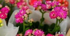长寿花怎么修剪 修剪方法