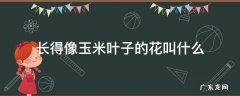 叶子长得像玉米叶是什么花 长得像玉米叶子的花叫什么