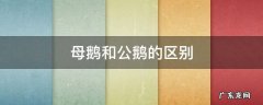 母鹅和公鹅的区别几个月下蛋 母鹅和公鹅的区别