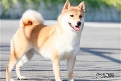狗狗便血是怎么回事