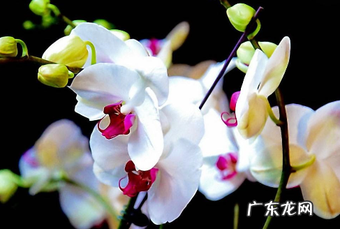 蝴蝶兰什么时候开花 花期多长 花期怎样管理