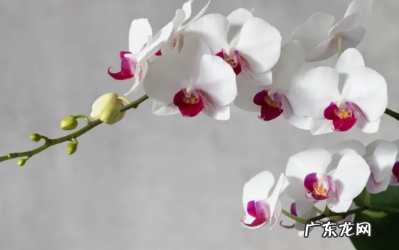蝴蝶兰什么时候开花 花期多长 花期怎样管理