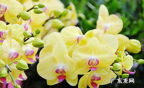 蝴蝶兰什么时候开花 花期多长 花期怎样管理