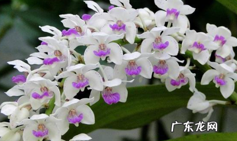 蝴蝶兰开花时间及养护方法怎么样
