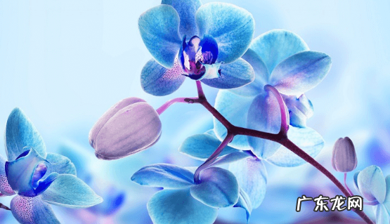 蝴蝶兰开花时间及养护方法怎么样