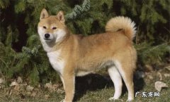 柴犬的特点和性格怎么样
