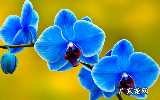 蝴蝶兰烂根怎么办 附原因和预防方法