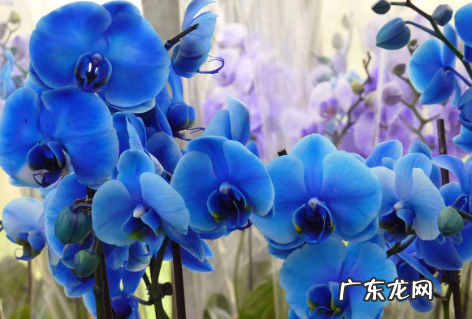 蝴蝶兰烂根怎么办 附原因和预防方法