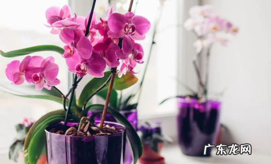 蝴蝶兰烂根怎么办 附原因和预防方法