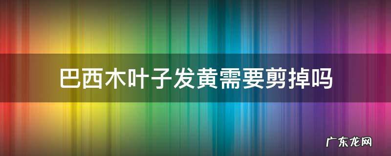 巴西木叶子发黄可以剪掉吗 巴西木叶子发黄需要剪掉吗