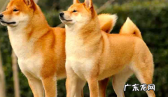 柴犬什么时候开始认主 饲养柴犬的注意事项