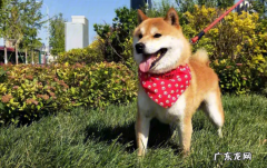 柴犬为何养不熟