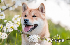 柴犬幼犬吃什么狗粮 柴犬幼犬狗粮怎么喂