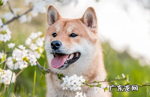 柴犬幼犬吃什么狗粮 柴犬幼犬狗粮怎么喂